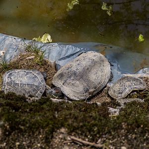 Pond slider (Trachemys scripta)