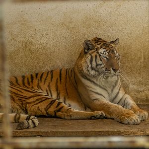 Siberian Tiger (Panthera tigris tigris)