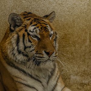 Siberian Tiger (Panthera tigris tigris)