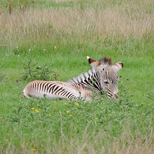 Grevy's Zebra Foal