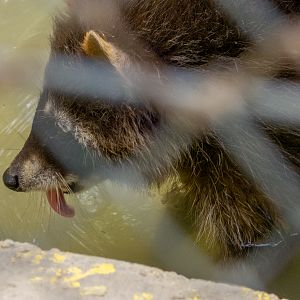 Raccoon (Procyon lotor)