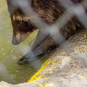 Raccoon (Procyon lotor)