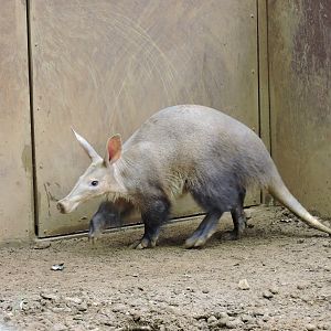 Aardvark