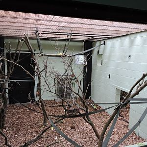 Francois Langur & Babirusa Inside