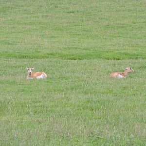 Female Blackbuck? Possibly?