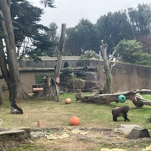 Gorilla Preserve Gorilla Troop