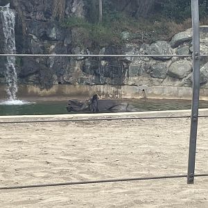 Greater Indian one-horned Rhino