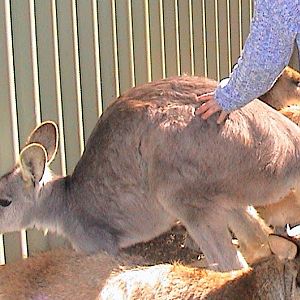 Featherdale 2003 - Common Wallaroo and Agile Wallabies