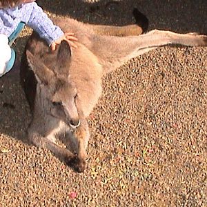 Featherdale 2003 - Eastern Grey Kangaroo