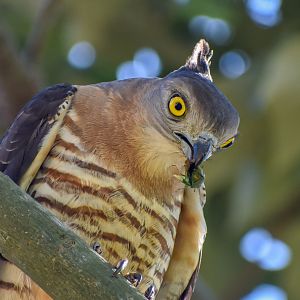 Pacific Baza