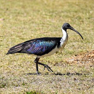 Straw-necked Ibis