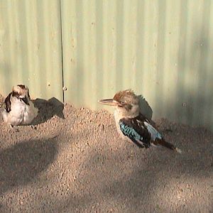 Featherdale 2003 - Laughing and Blue-winged Kookaburras with clipped wings