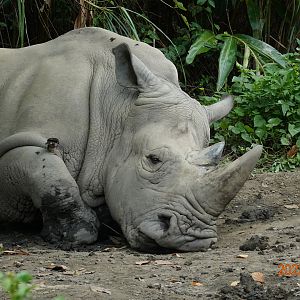 Southern White Rhinoceros (Ceratotherium simum simum)