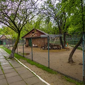 enclosures of pygmy goats