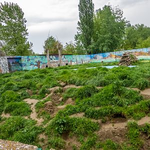 enclosure of brown bear