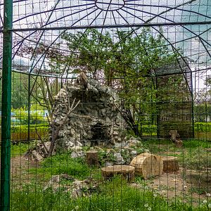 encosure of Eurasian griffon vulture