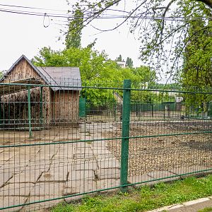 enclosure of collared peccary