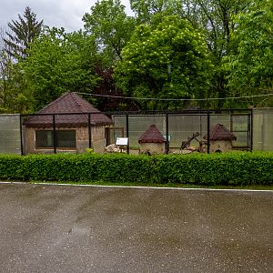 enclosure of rabbits