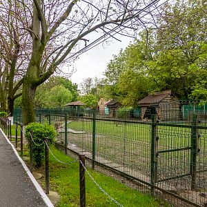 enclosure of carpathian red deer