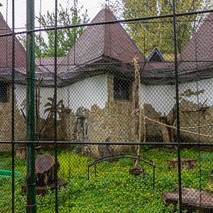 enclosure of ring-tailed lemur