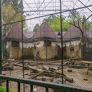 enclosure of hamadryas baboon