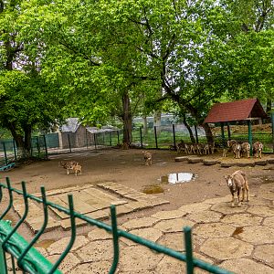 enclosure of mouflon
