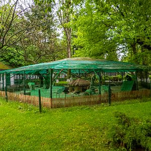 enclosure of peafowl #2