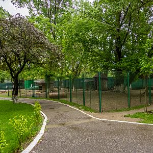 enclosure of roe deer