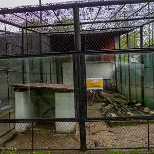 enclosure of red fox