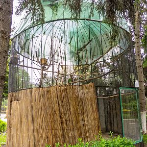 enclosure of American red squirrel