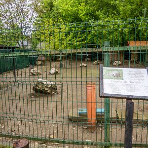 enclosure of red-necked wallaby