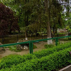 enclosure of porcupine