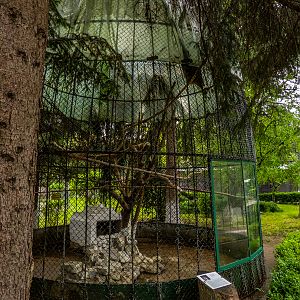 enclosure of Eurasian eagle-owl