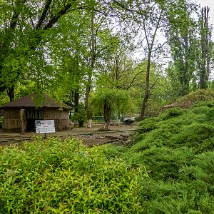 enclosure of ducks and goose