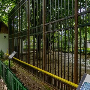 enclosure of pygmy hippopotamus