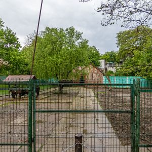 enclosure of miniture zebu
