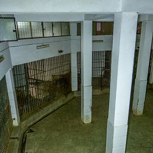 indoor enclosure of big cats