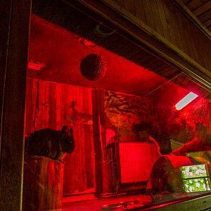 enclosure of chinchillas