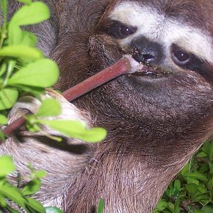 Three Toed Sloth