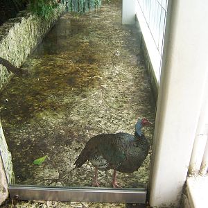 Oscellated Turkey