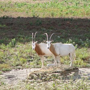 Africa - Scimitar Horned Oryx