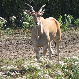 Africa - Eland