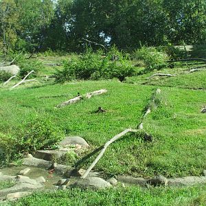 Africa - Guinea Baboon Exhibit