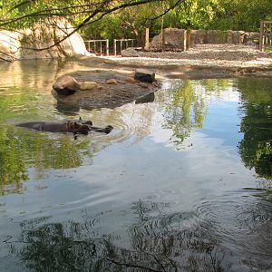 Africa - Hippo Exhibit