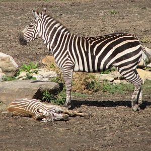 Africa - Zebra