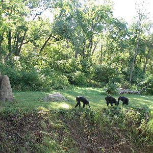 Africa - Chimpanzee Exhibit