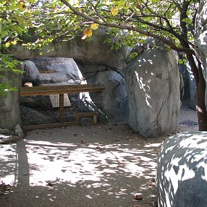Africa - Black Footed Cat Exhibit