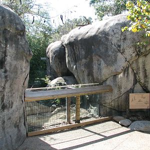 Africa - Meerkat Exhibit