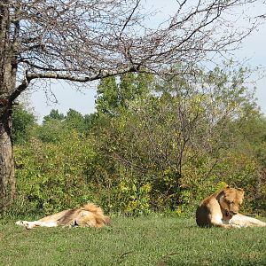 Africa - African Lions