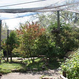 Africa - African Aviary